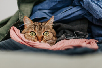a brown cat with green eyes lies in a pile of clean colorful laundry