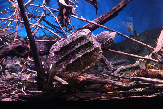 The alligator snapping turtle (Macrochelys temminckii)