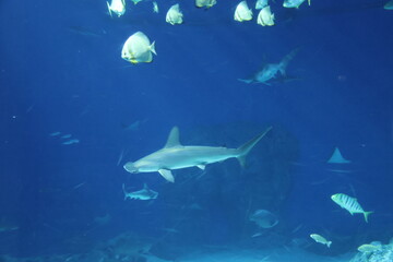 The smooth hammerhead (Sphyrna zygaena)