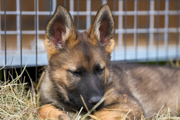 Beautiful gray German Shepherd puppy in a garden on an early summer day in Skaraborg Sweden
