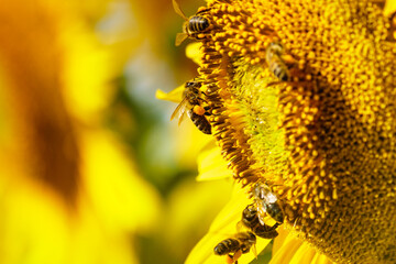 Honey bee collecting pollen at yellow flower. close up