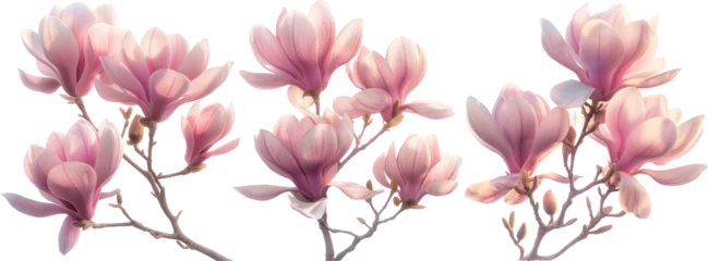 Foto op Aluminium Set of blooming sunlit pink magnolia branches isolated © Oksana Y