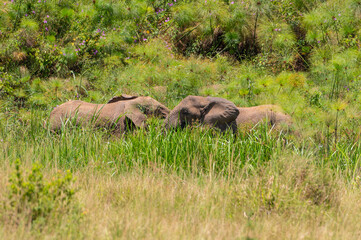 Elefanten im Akagera Nationalpark in Ruanda, Afrika