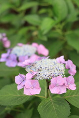紫陽花（あじさい）