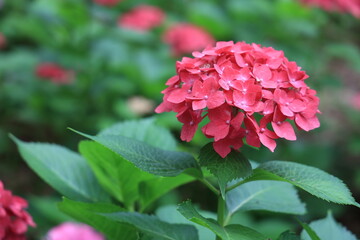 赤い紫陽花（あじさい）