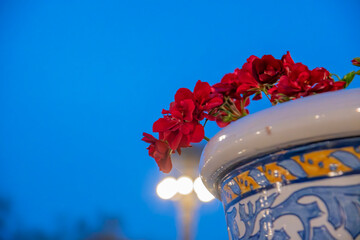 ramo de rosas roja con fondo azul.
