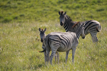 Zebra foal in iSimangaliso Wetland Park, Richards Bay, South Africa 