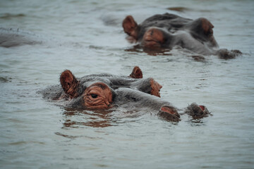 Hippo pair in iSimangaliso Wetland Park, Richards Bay, South Africa 