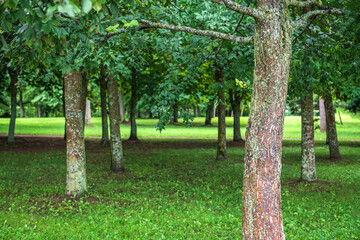 Background texture of fresh green lawn of a local public park with beautiful trees. Copy space for text.