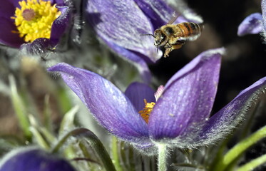 Biene an einer Pulsatilla-Blüte