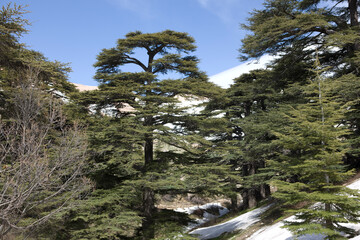 Lebanon Lebanese cedars on a sunny spring day