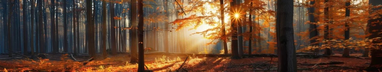 Rolgordijnen Sun Shining Through Trees in Forest © BrandwayArt