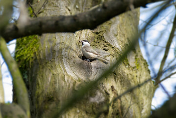 Marsh tit (Poecile palustris) sitting in a tree in Zurich, Switzerland