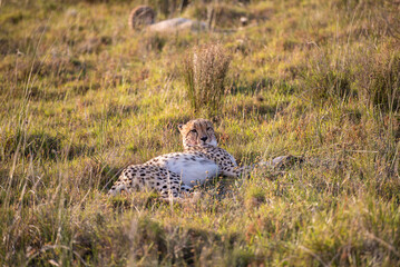 Leopard im Akagera Nationalpark in Ruanda, Afrika