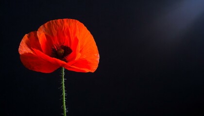 Red Poppy, Remembrance Day, Flower