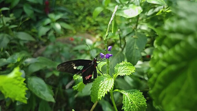 Close up view of a common mormon butterfly on a purple flower in slow motion.