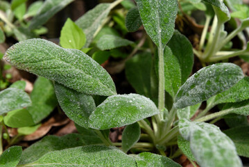 Nematanthus gregarius, clog plant, goldfish plant or peixinho da horta