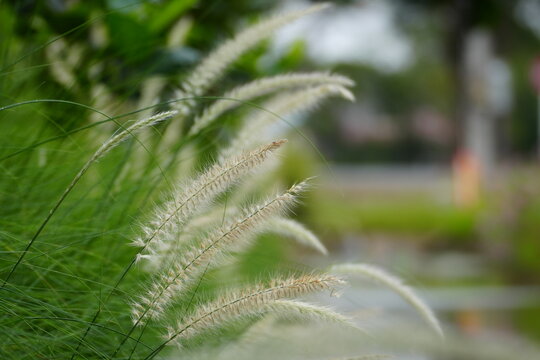 Green foxtail grass, day time, background