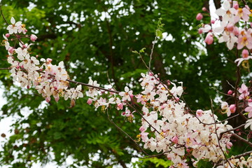 Beautiful of Cassia Bakeriana Craib cherry blossom, soft pink and white flowers. Cassia Renigera