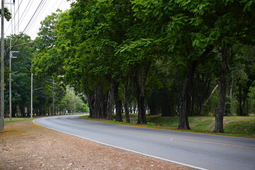 Fototapeta na wymiar country side road with tree, curve road