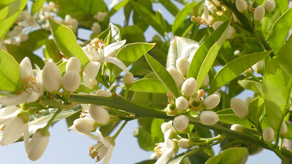 Fototapeta premium Fiori di limone