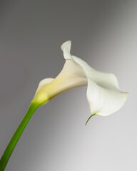 white calla lily