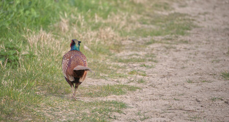 Male pheasant in the field in Delftse Hout during spring running away