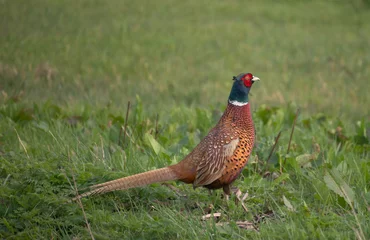 Fototapeten Male pheasant in the field in Delftse Hout during spring watching the area © Stefan