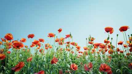 Fototapeta premium A field of vibrant red and orange poppies, standing tall against a clear blue sky