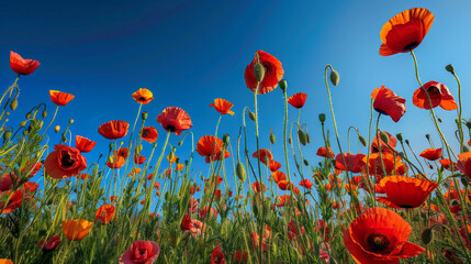 Obraz premium A field of vibrant red and orange poppies, standing tall against a clear blue sky