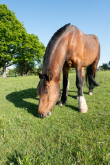 Beautiful bay horse happily grazing in field on a sunny spring day, munching on spring grass tasty but fattening.