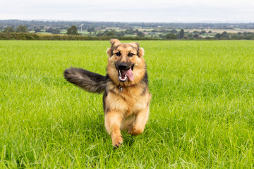 Beautiful long haired German shepherd dog runs towards the camera in grassy field, enjoying the freedom to run and play .