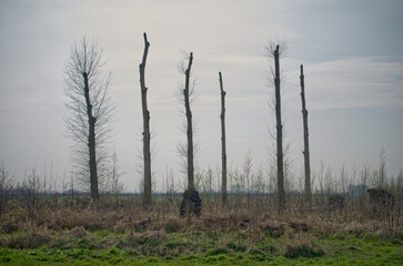 morning with a few dead trees against the sky