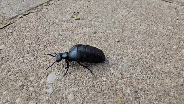 blue-black oil beetle