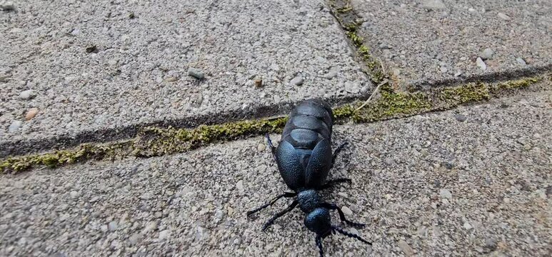 blue-black oil beetle