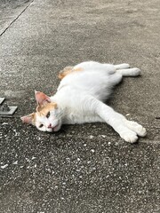 Cat lying on the road Sleeping cat
