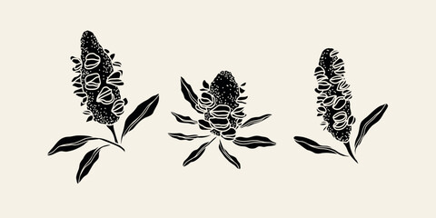 Set of flat banksia seed pods. Australian native plants - obrazy, fototapety, plakaty
