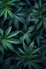 Obraz premium Leaves of marijuana on a dark background. Midnight greens: mysterious marijuana.