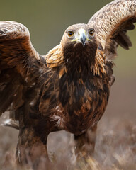 Golden eagle closeup with wingspan