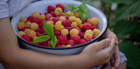 little boy eats raspberries on the background of the garden. Selective focus