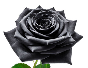 Schwarze Rose isoliert auf wei&szlig;en Hintergrund, Freisteller 