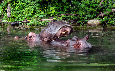 Two hippopotamuses in the pond. Latin name - Hippopotamus amphibius	