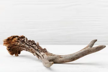Plexiglas foto achterwand Roe deer antler on a white wooden table © gigello