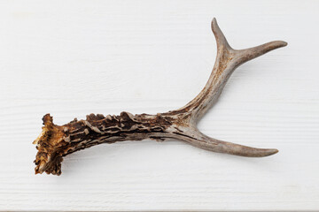 Roe deer antler on a white wooden table, top view