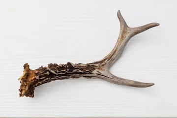 Foto op Canvas Roe deer antler on a white wooden table, top view © gigello