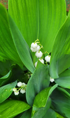 Beautiful white lilies of the valley on a background of green leaves in a flower bed.