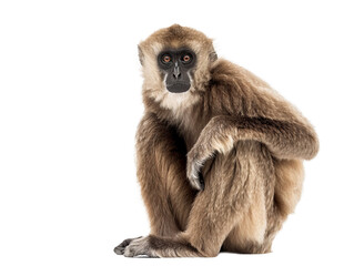 Fototapeta premium sitting gibbon png cutout isolated on white and transparent background