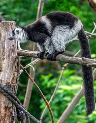 Fototapeta premium Black-and-white ruffed lemur on the branch. Latin name - Varecia variegata 
