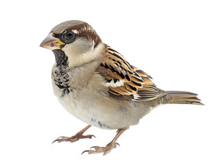 sparrow png side view cutout isolated on white and transparent background