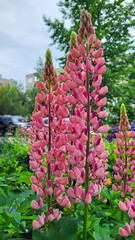 Pink lupines on a cloudy summer day in the yard on a flower bed.